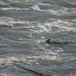 CambriaCN_129 (October 25, 2014)